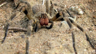 Super Sensitive Spider Sensilla image: Super Sensitive Spider Sensilla