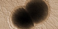 image: Bacterial Identity Crisis