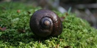 image: Endangered Snails Accidentally Frozen