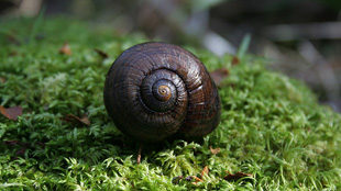 Endangered Snails Accidentally Frozen image: Endangered Snails Accidentally Frozen