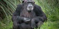 image: Illegal Breeding at Chimp Facility?