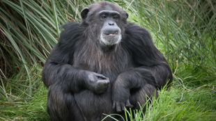 Illegal Breeding at Chimp Facility? image: Illegal Breeding at Chimp Facility?