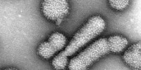image: Engineering a Deadly Flu