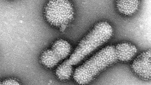 Engineering a Deadly Flu image: Engineering a Deadly Flu