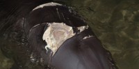 Nari's shark bite on February 13, 2011