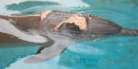 Nari's shark bite on February 20, 2011
