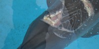 Nari's shark bite on March 1, 2011