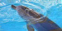 Nari's shark bite on March 25, 2011