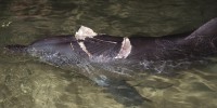 image: Cetacean Cures