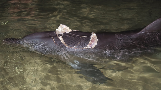 Nari’s (a bottlenose dolphin) shark bite injury on February 13, 2009, when he swam up to Moreton Island, Australia