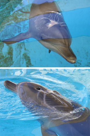 Nari’s massive wound heals as the dolphin recuperates at Sea World. The top photo was taken on March 1, bottom photo on March 25.