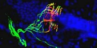 image: Deafness Gene Heightens Touch