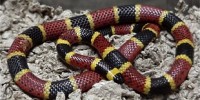 image: Snake Toxin Reveals Pain Clues