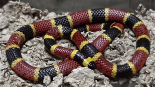 Snake Toxin Reveals Pain Clues image: Snake Toxin Reveals Pain Clues