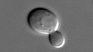 A New Model of Yeast Aging image: A New Model of Yeast Aging