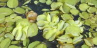 image: Plant Inspired Waterproofing?