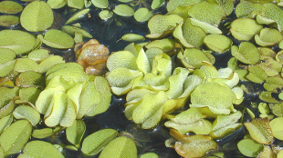 Plant Inspired Waterproofing? image: Plant Inspired Waterproofing?