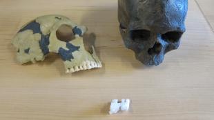 Earliest Modern Europeans Described image: Earliest Modern Europeans Described