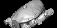 image: Mite Found on Ancient Spider
