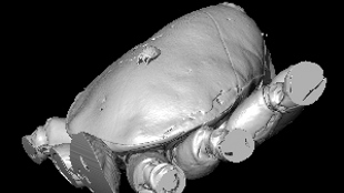 Mite Found on Ancient Spider image: Mite Found on Ancient Spider