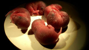 Infant bank voles