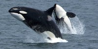 image: Citizen Science Goes Marine 