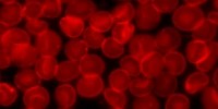 image: Non-coding RNAs Halt Cell Death