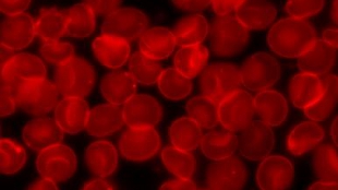 Non-coding RNAs Halt Cell Death image: Non-coding RNAs Halt Cell Death