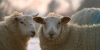 image: Environmentally-Friendly Sheep?