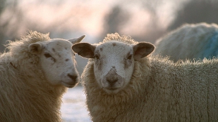 Environmentally-Friendly Sheep? image: Environmentally-Friendly Sheep?