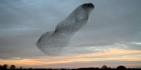image: A Smoke-Swirl of Birds