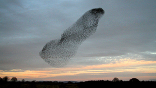 A Smoke-Swirl of Birds image: A Smoke-Swirl of Birds