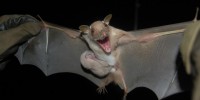 image: Bat Luck