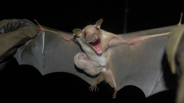 The little epauletted fruit bat—this female cradling her young—is one of the species DeeAnn Reeder and her team collected in South Sudan.