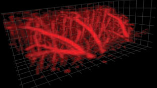 Three-dimensional power Doppler micro-ultrasound image of blood vessels in a section of the cerebral cortex of a rat. The image gives detailed information on the location of blood vessels and the amount of blood flowing in each region of the brain. The region imaged is 9 mm wide; the vessels penetrating the cortex (outermost cortex at top of image) are about 2 mm long and have a diameter of approximately 100 micrometers.