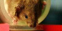 image: Avoiding Animal Testing