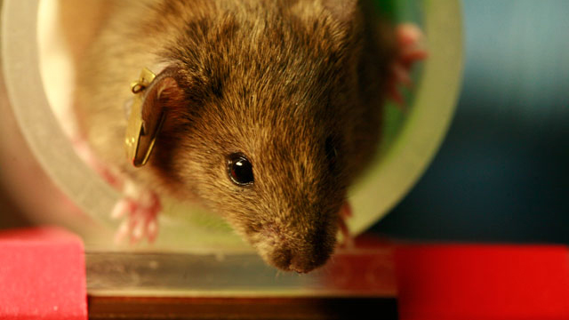 Avoiding Animal Testing image: Avoiding Animal Testing
