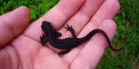 image: Newts' New Eyes