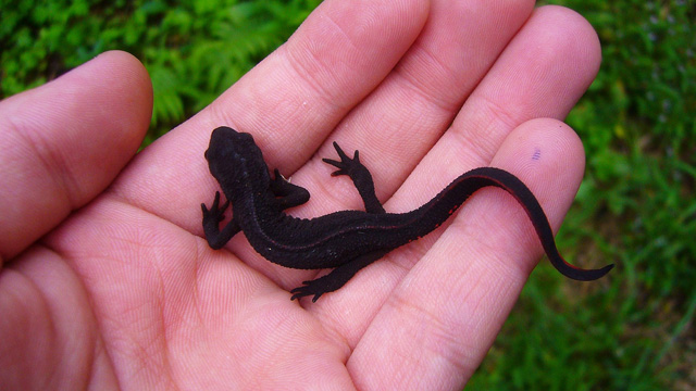 Japanese fire-bellied newt Kenta Hayashi 