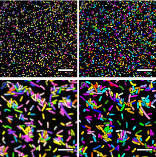 Proof of principle with E. coli. Details from images of a mixture of 28 different combinatorially labeled E. coli. The color of each segmented cell corresponds to one of 28 different label-types; each label type is assigned an arbitrary color.