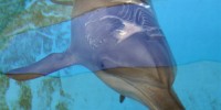 Nari's shark bite on March 8, 2011