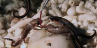 Larval newts feeding about three months after metamorphosis. Larval newts are maintained in humid conditions without water and frozen. Chironomus sp larvae are given to every juvenile newts one by one with a pair of tweezers.