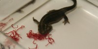 Young adult newts of 3.5 years of age feeding on frozen chironomus sp larvae in the water