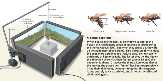 Bee Swarm Simulator How To Get Enzymes Fast