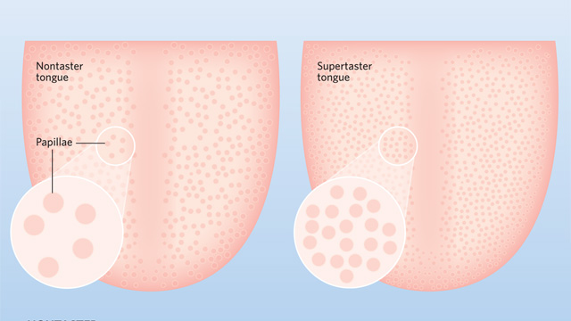 Supertaster Anatomy image: Supertaster Anatomy