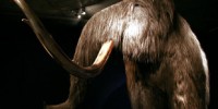 image: Modern Day Mammoth?