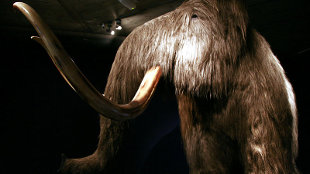 Modern Day Mammoth? image: Modern Day Mammoth?