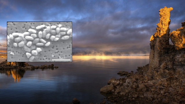 Genome Digest image: Genome Digest