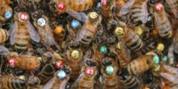 image: How Bees Choose Home