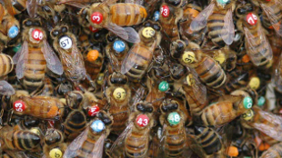 How Bees Choose Home image: How Bees Choose Home
